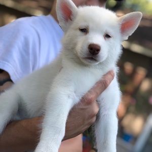 Meet your Posher, Crystal